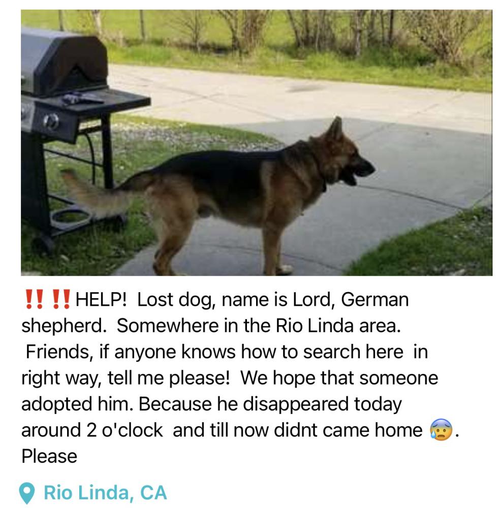 Image of Lord, Lost Dog
