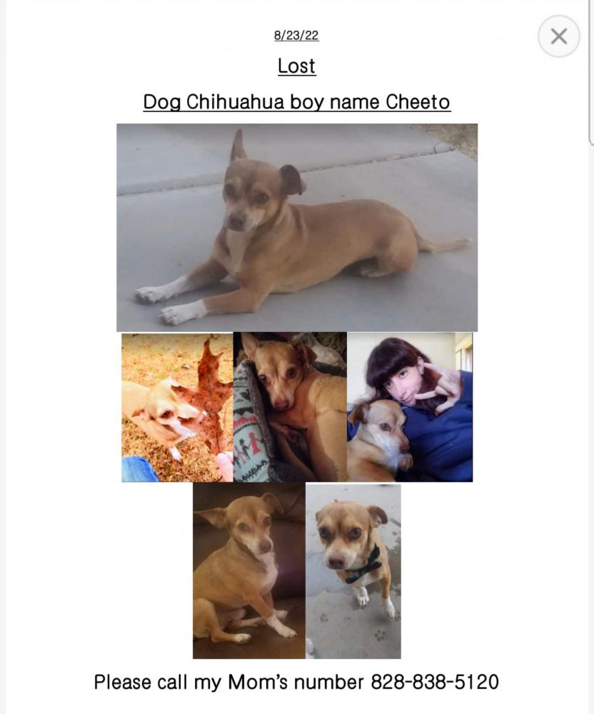 Image of Cheeto, Lost Dog