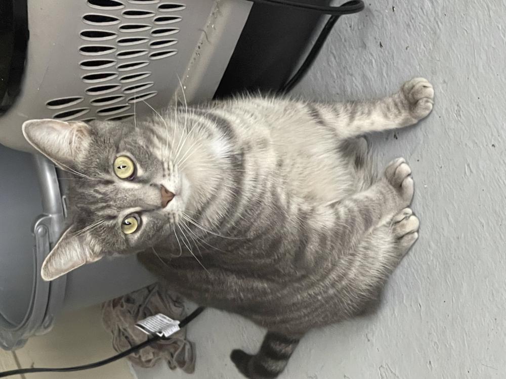 Image of Silver, Lost Cat