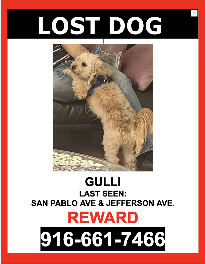 Image of Gulli, Lost Dog