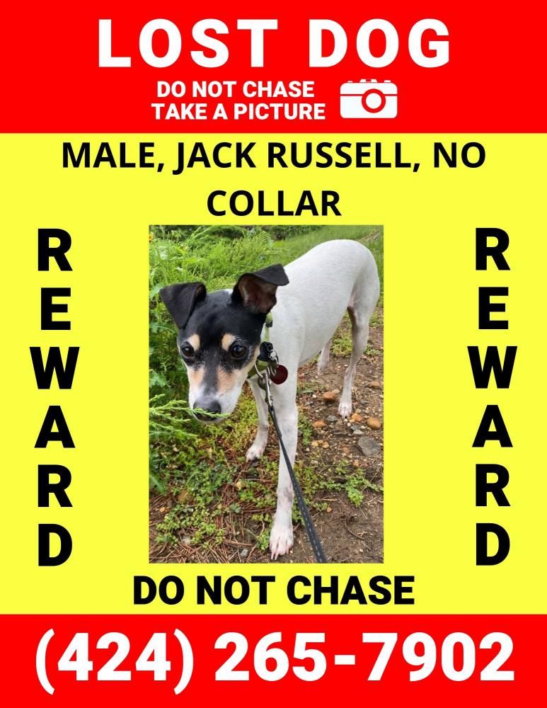 Lost Dog Jack Russell Terrier in ALEXANDRIA, VA Lost My Doggie