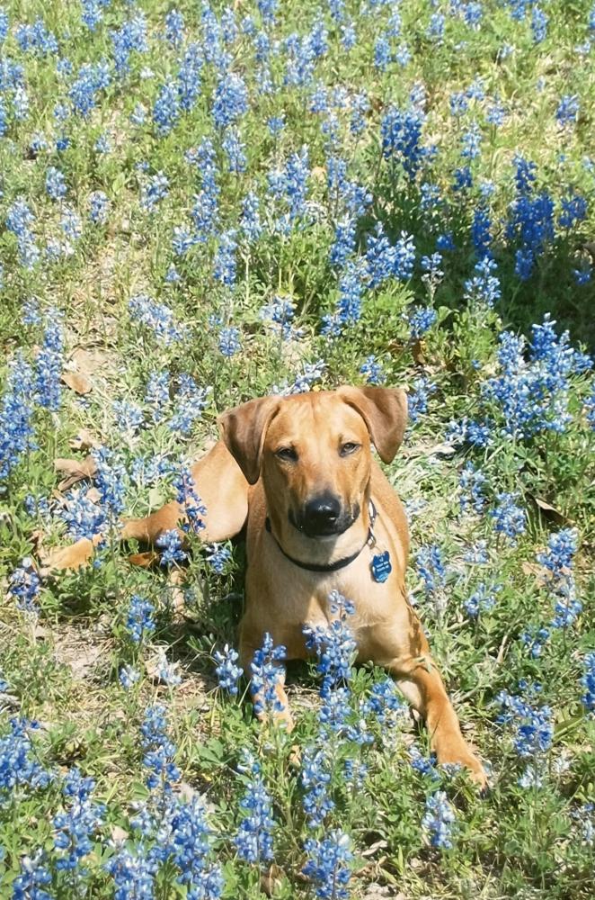 Image of Tex, Lost Dog