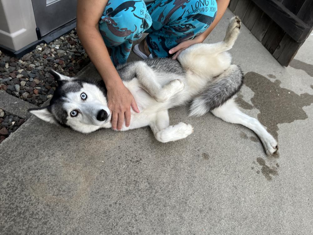 Image of Husky, Found Dog