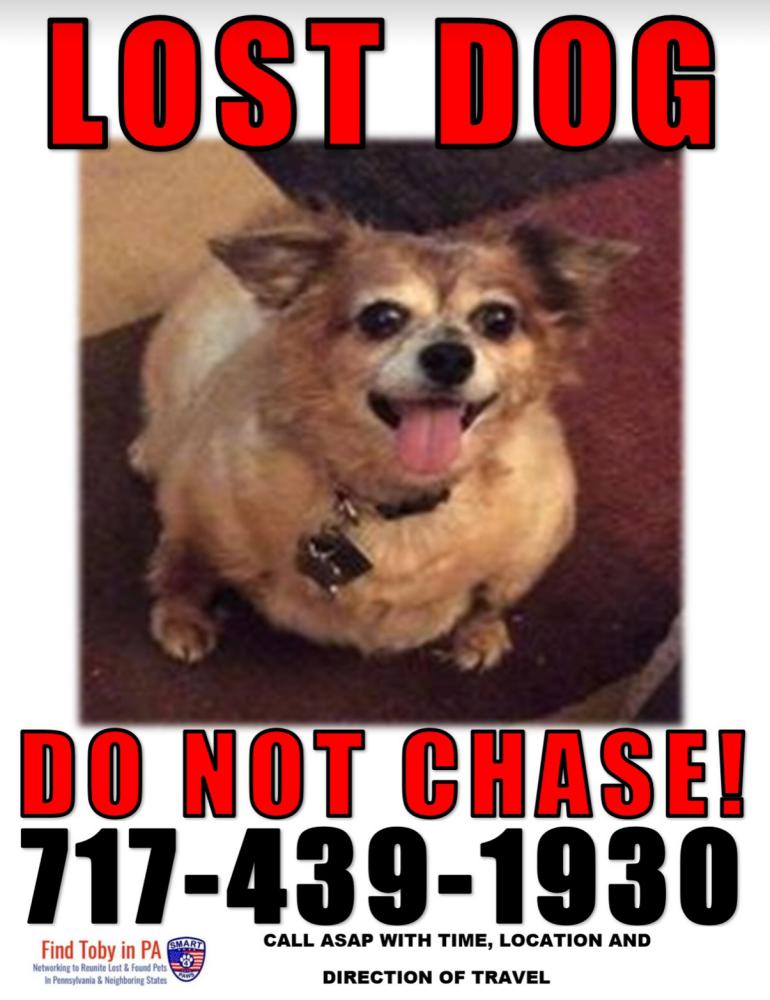 Image of Cherry Jubilee, Lost Dog