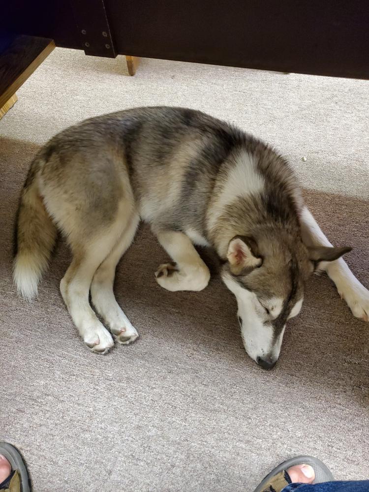 Image of Husky, Found Dog