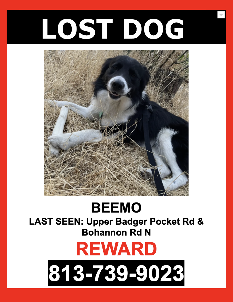 Image of Beemo, Lost Dog