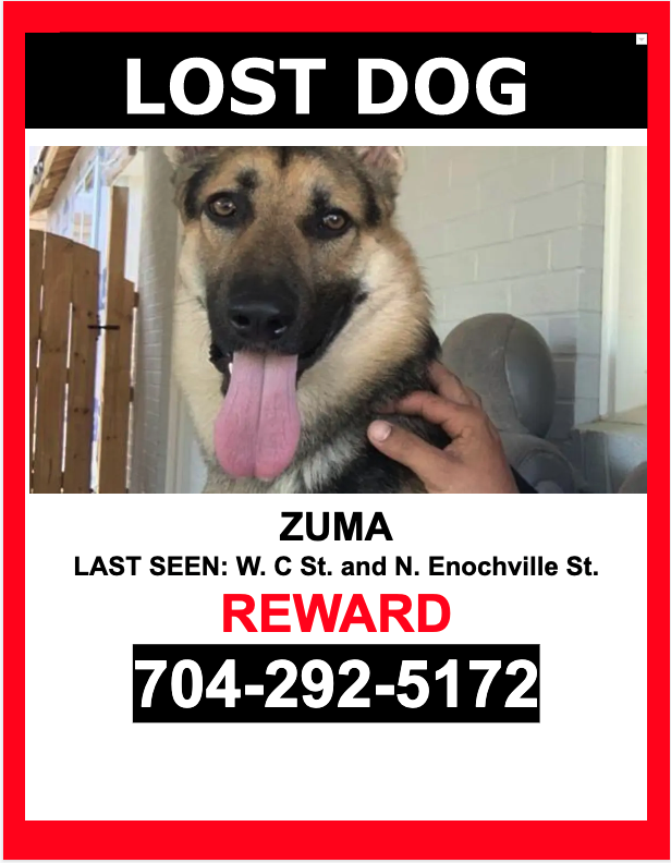 Image of Zuma, Lost Dog