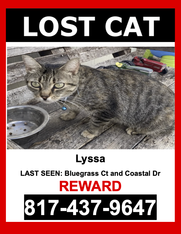 Image of Lyssa, Lost Cat