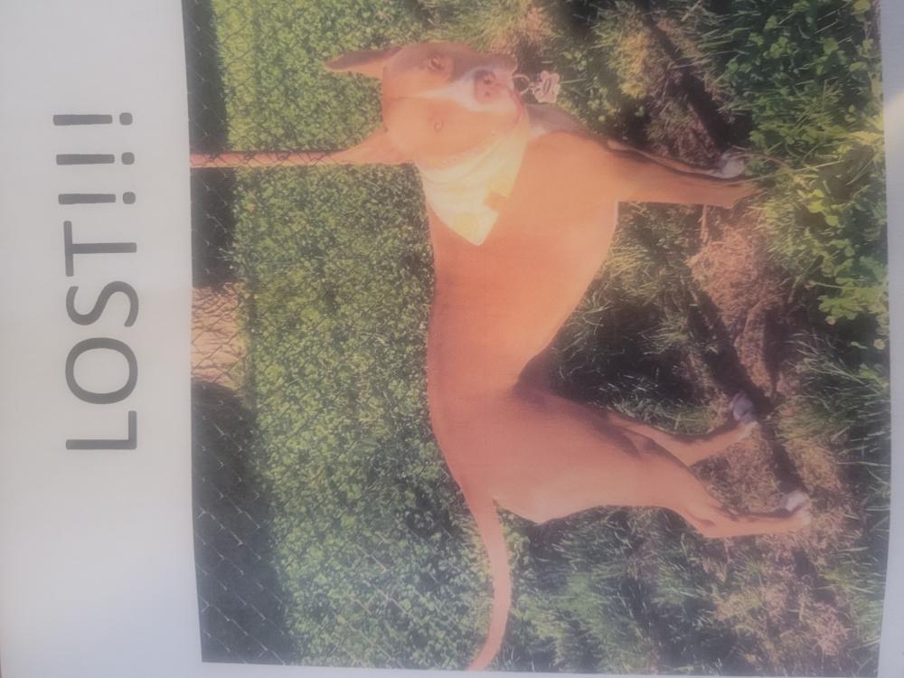 Image of Phoebe, Lost Dog