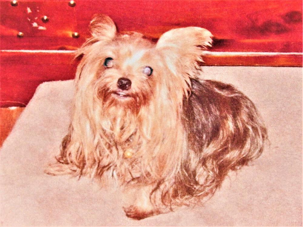 Image of Zsa Zsa, Lost Dog