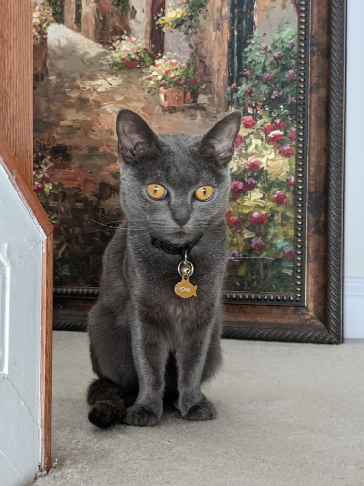 Image of Rona, Lost Cat