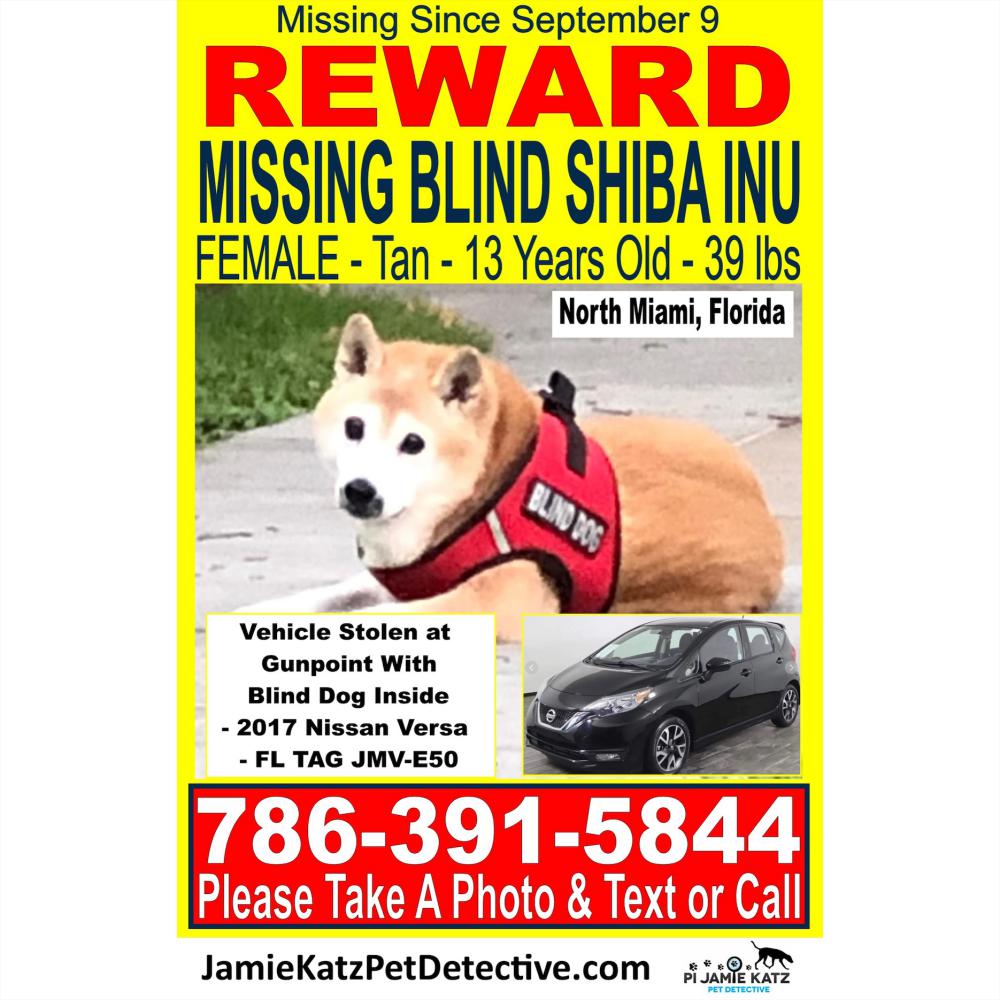 Image of Tina, Lost Dog