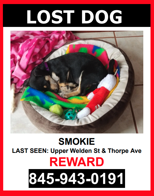 Image of Smokie, Lost Dog
