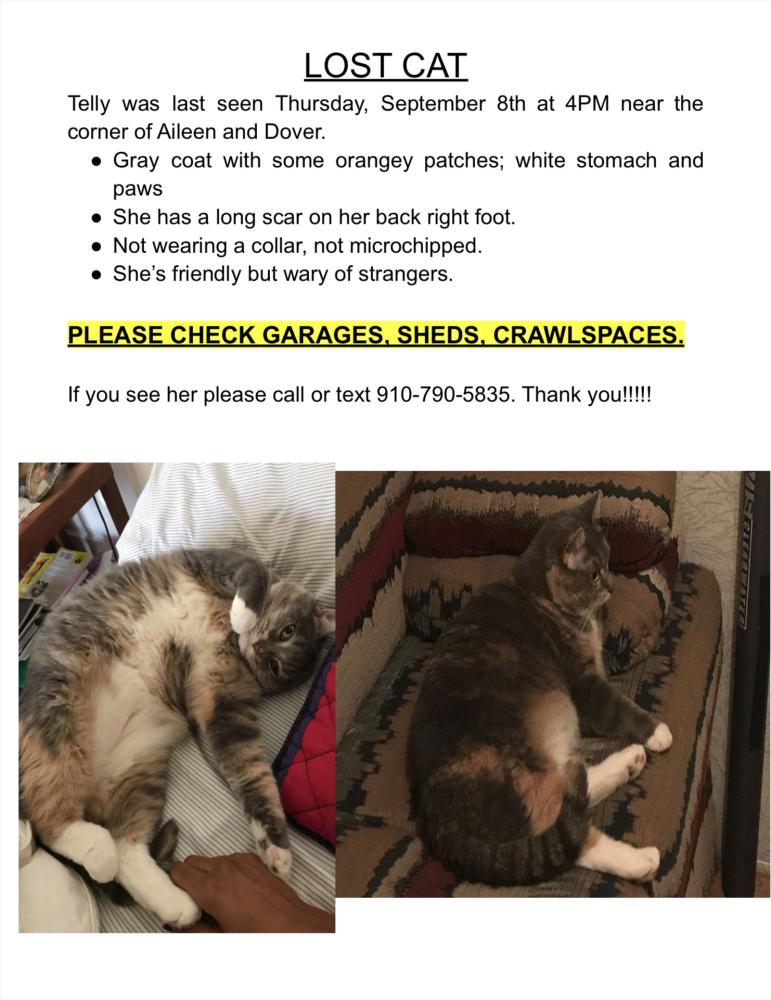Image of Telly, Lost Cat