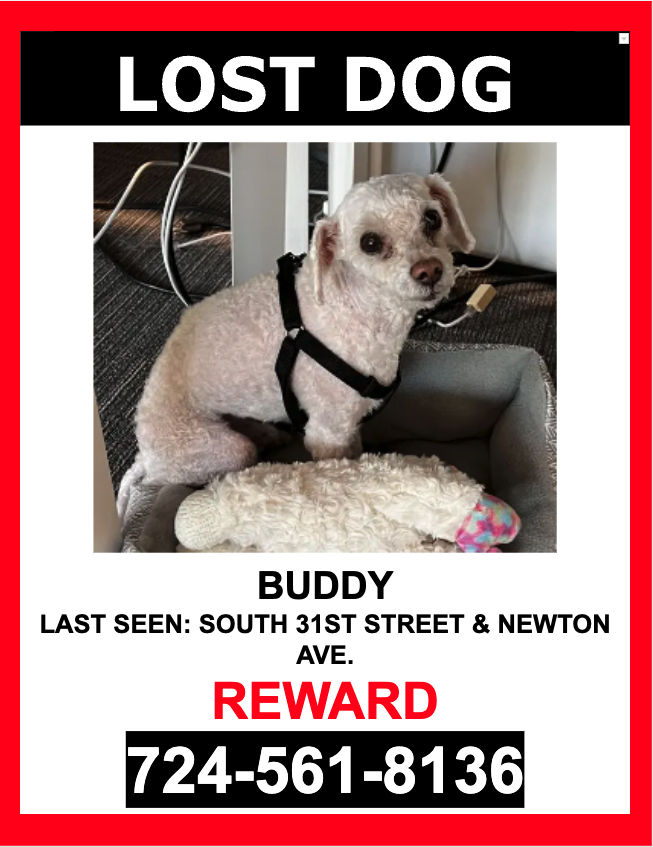 Image of Buddy, Lost Dog