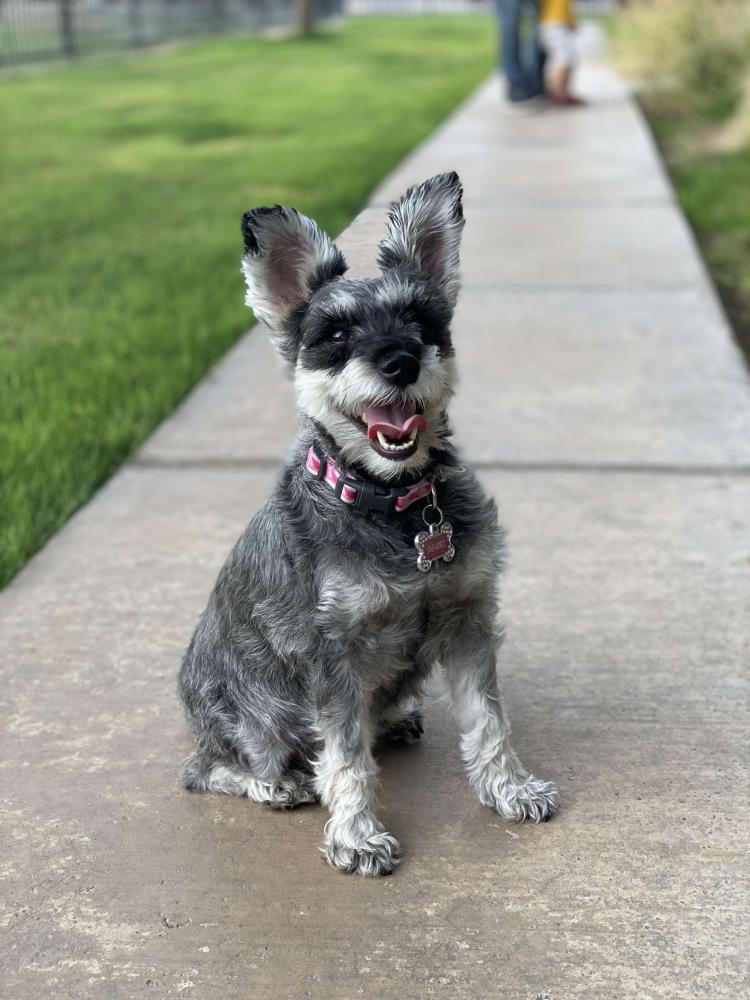 Lost Dog Schnauzer in KENT, WA - Lost My Doggie