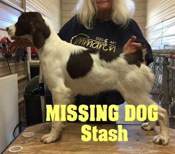 Image of Stash, Lost Dog