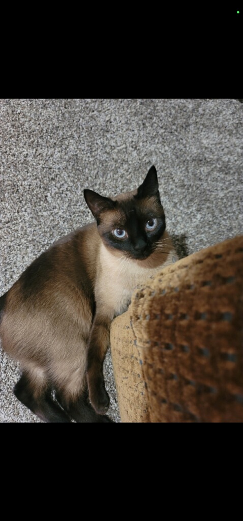 Image of Mooshoo, Lost Cat