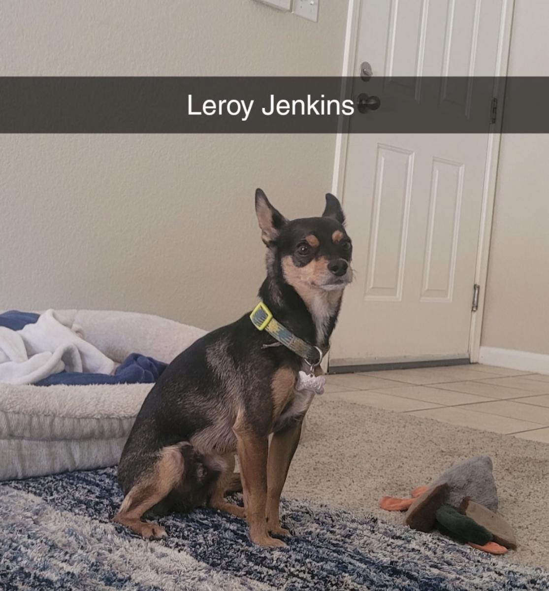 Image of Leroy Jenkins, Lost Dog