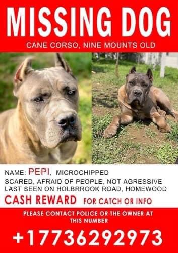 Image of Pepi, Lost Dog