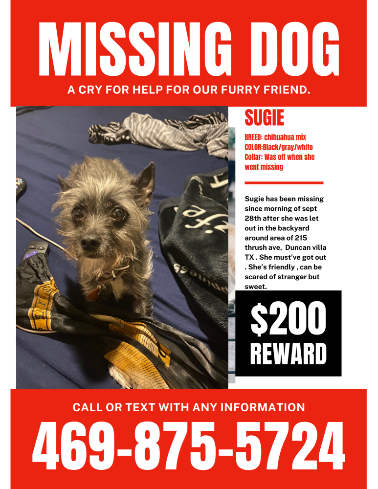 Image of Sugie, Lost Dog