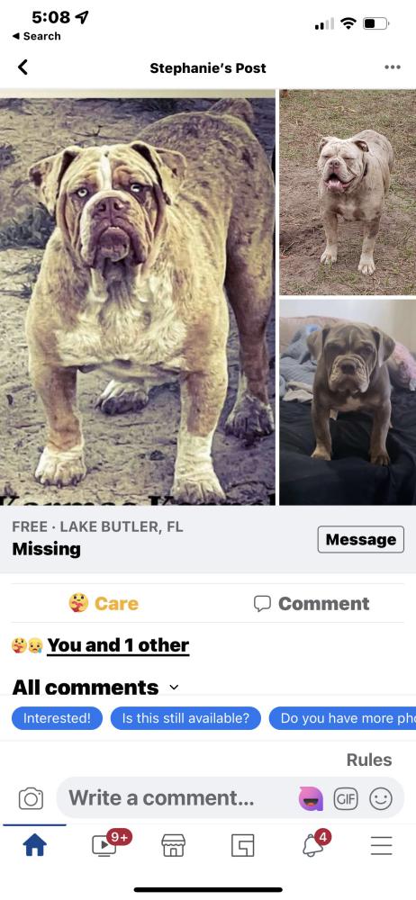 Image of Unsure, Lost Dog