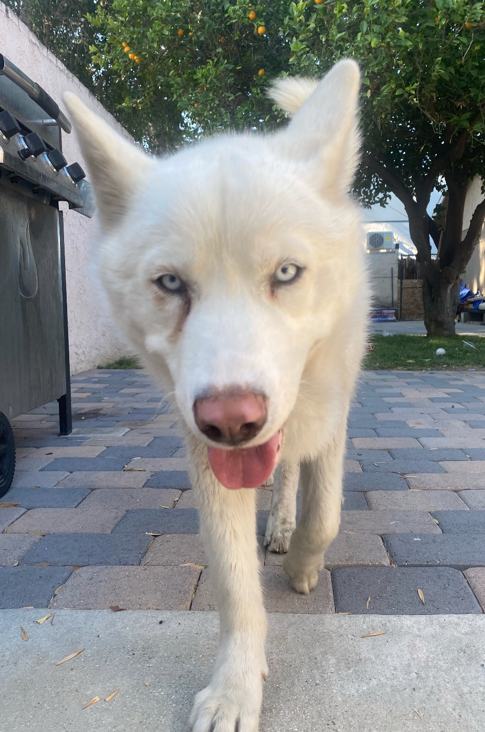 Image of miklo, Lost Dog