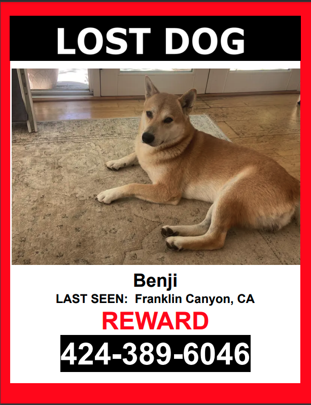 Image of Benji, Lost Dog