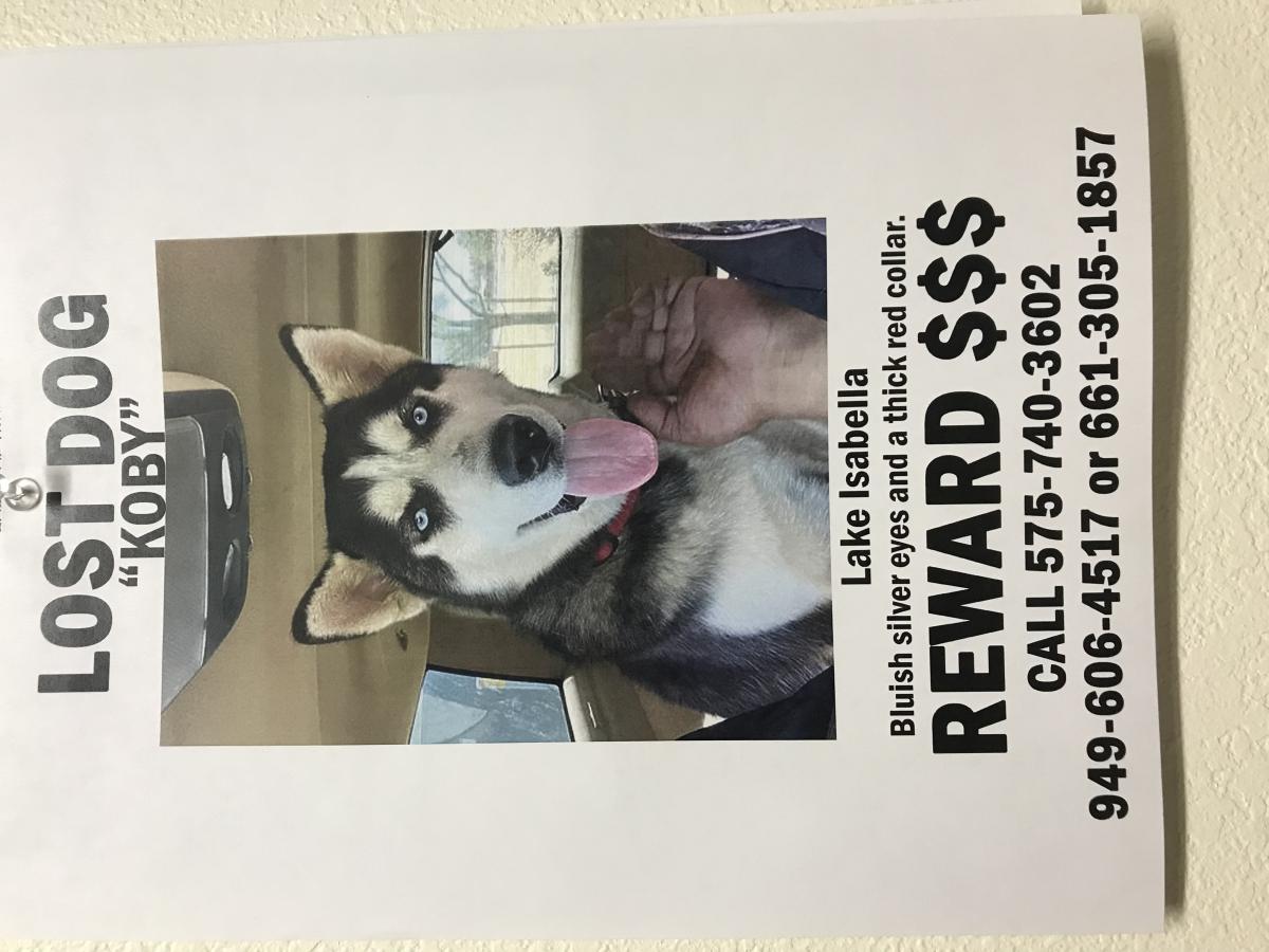 Image of Koby, Lost Dog