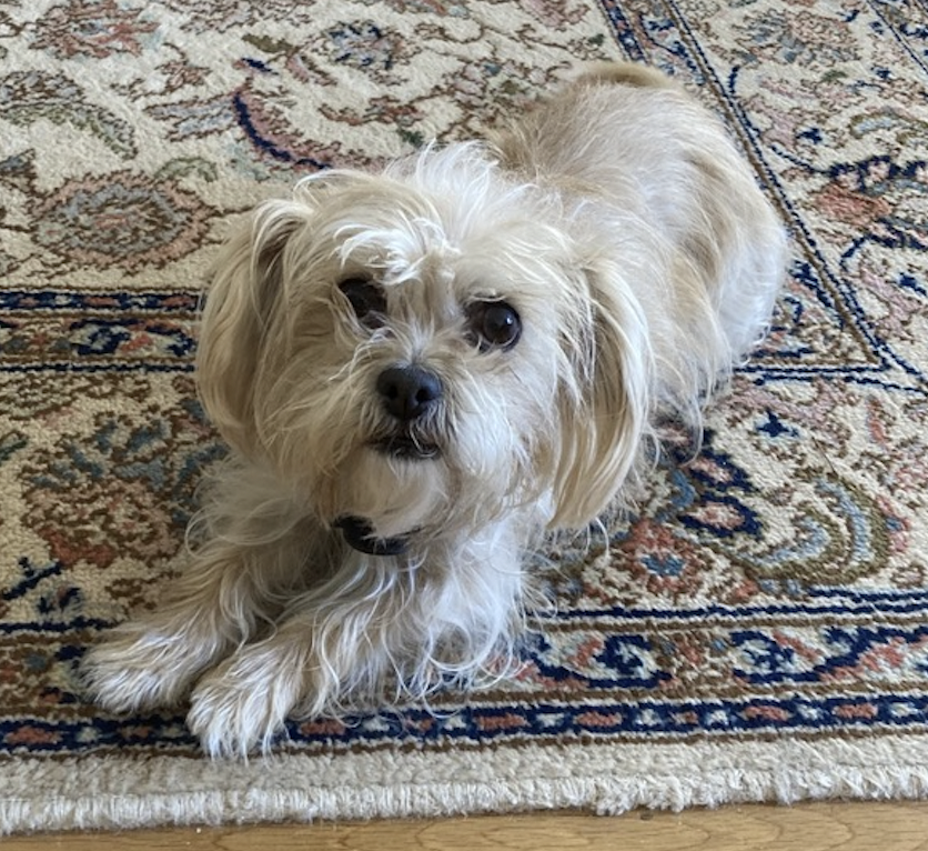 Image of Taffy, Lost Dog