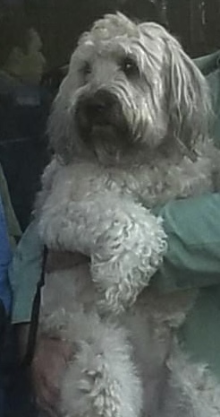 Image of Murphy, Lost Dog