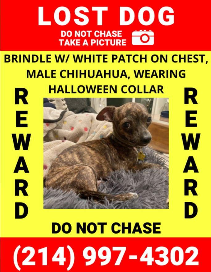 Image of Phinneas, Lost Dog
