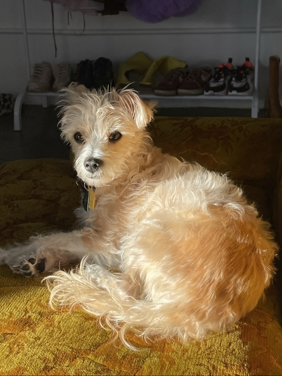 Image of Lilah, Lost Dog