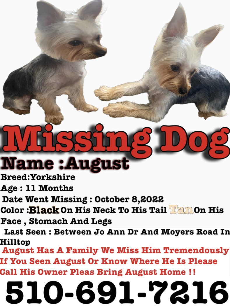 Image of August, Lost Dog