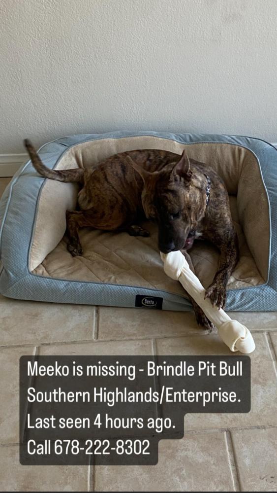 Image of Meeko, Lost Dog