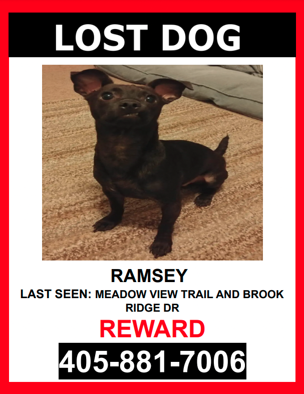 Image of RAMSEY, Lost Dog