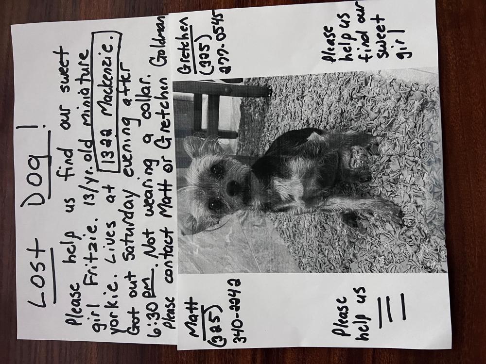 Image of fritzie, Lost Dog