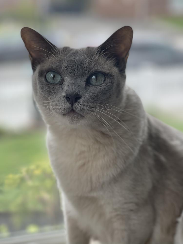 Image of Ella Mae Pipsqueak, Lost Cat