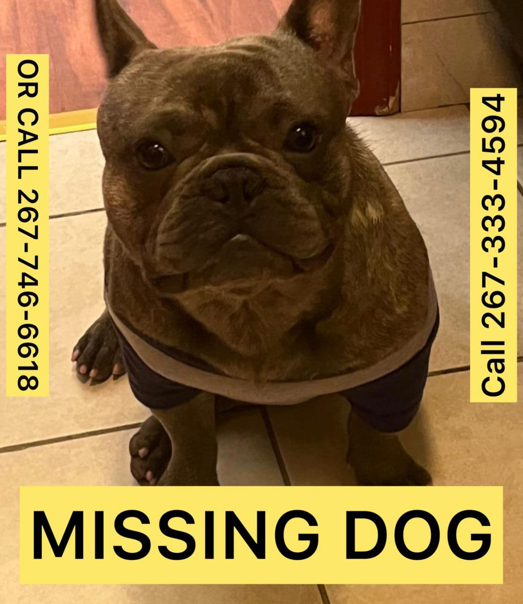 Image of knuckles, Lost Dog