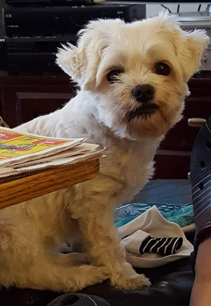 Image of Roxy, Lost Dog