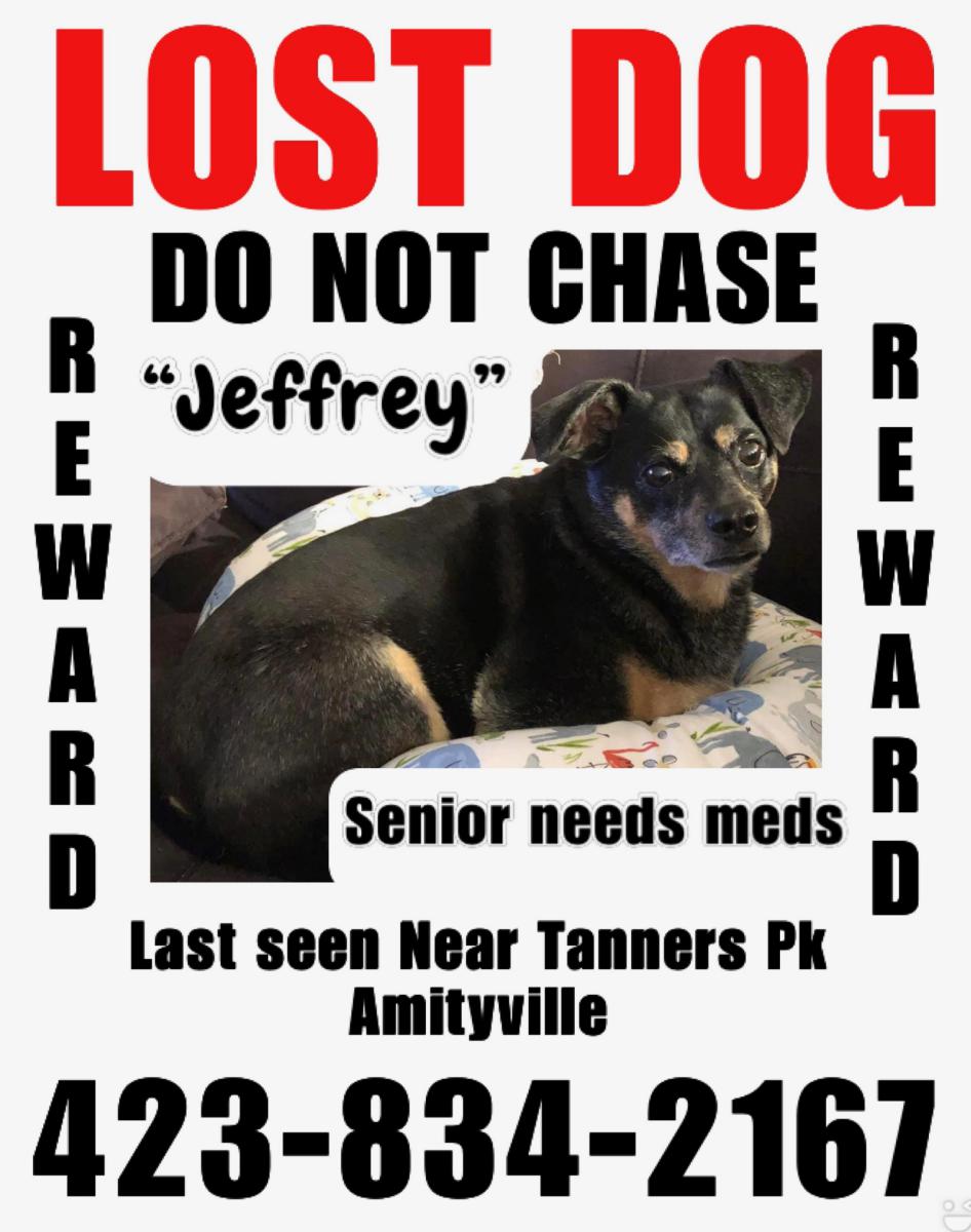 Image of Jeffrey, Lost Dog