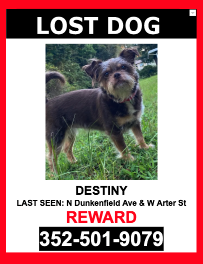 Image of Destiny, Lost Dog