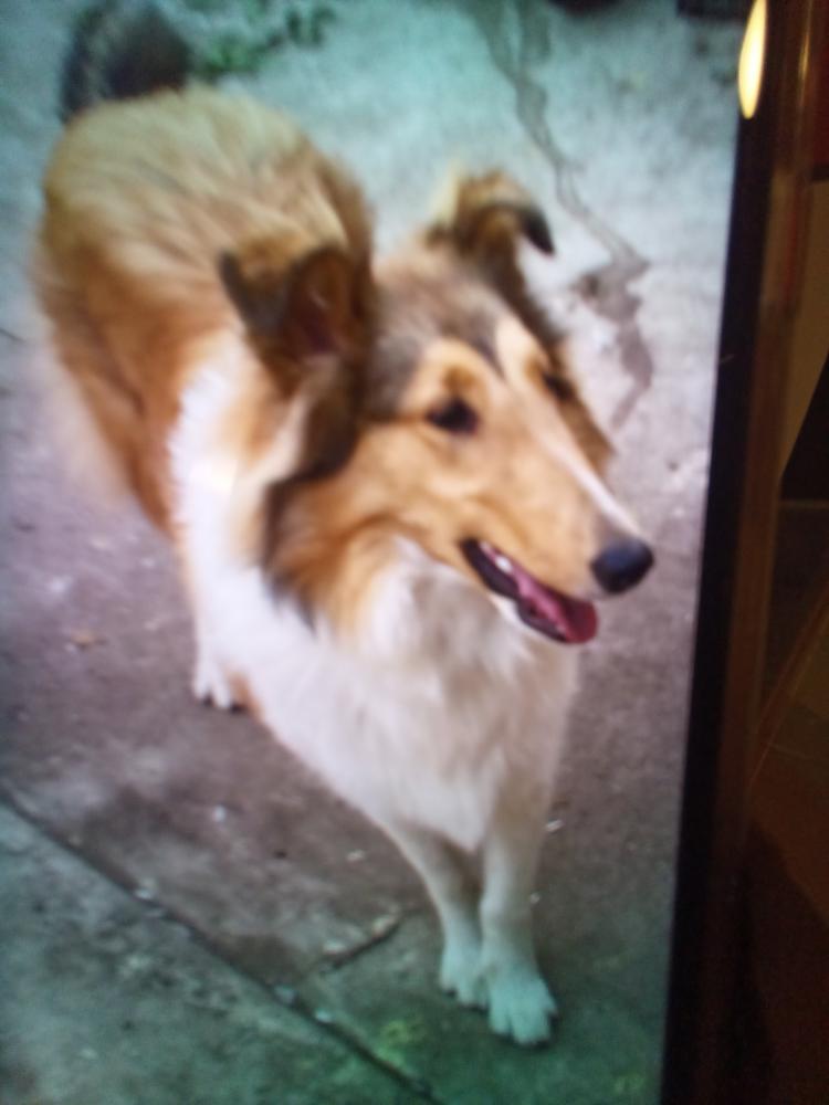 Image of Indica, Lost Dog