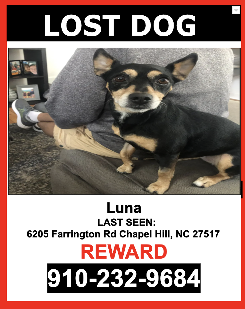 Image of LUNA, Lost Dog
