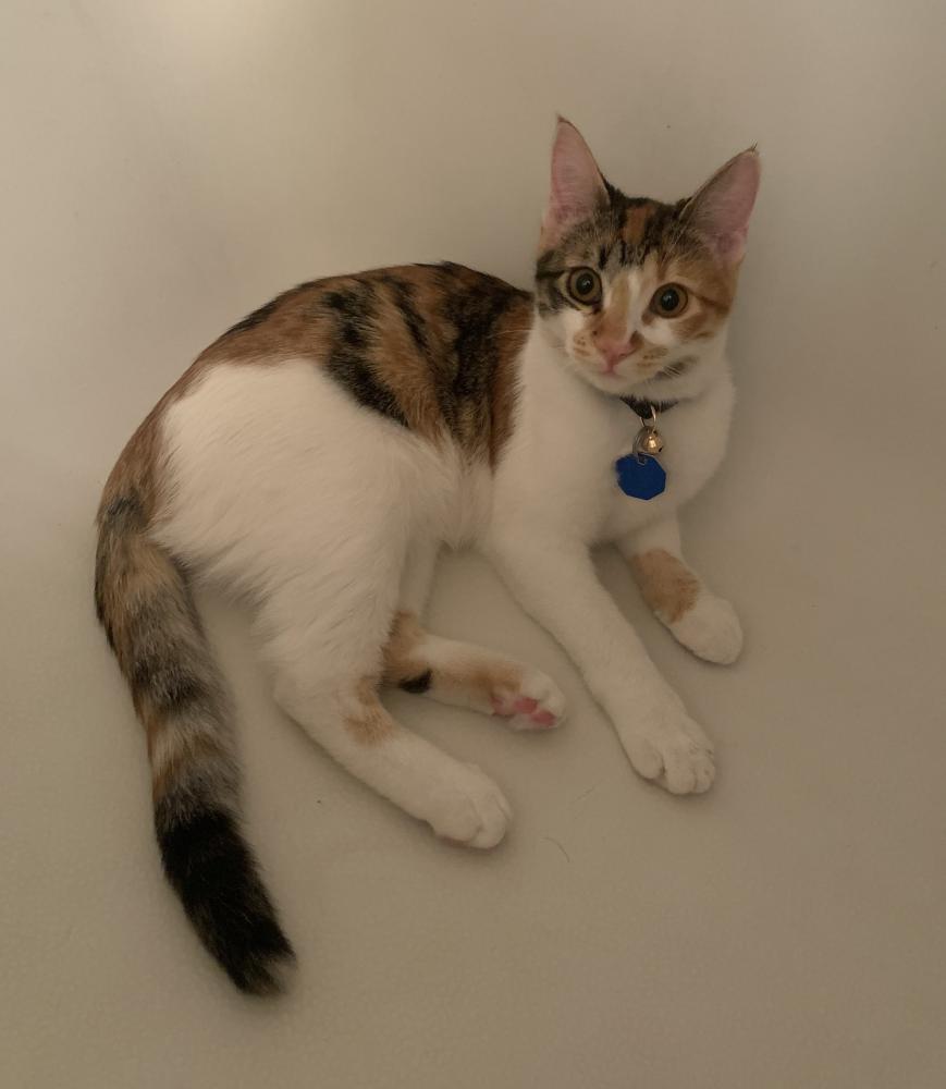 Image of Sonora, Lost Cat