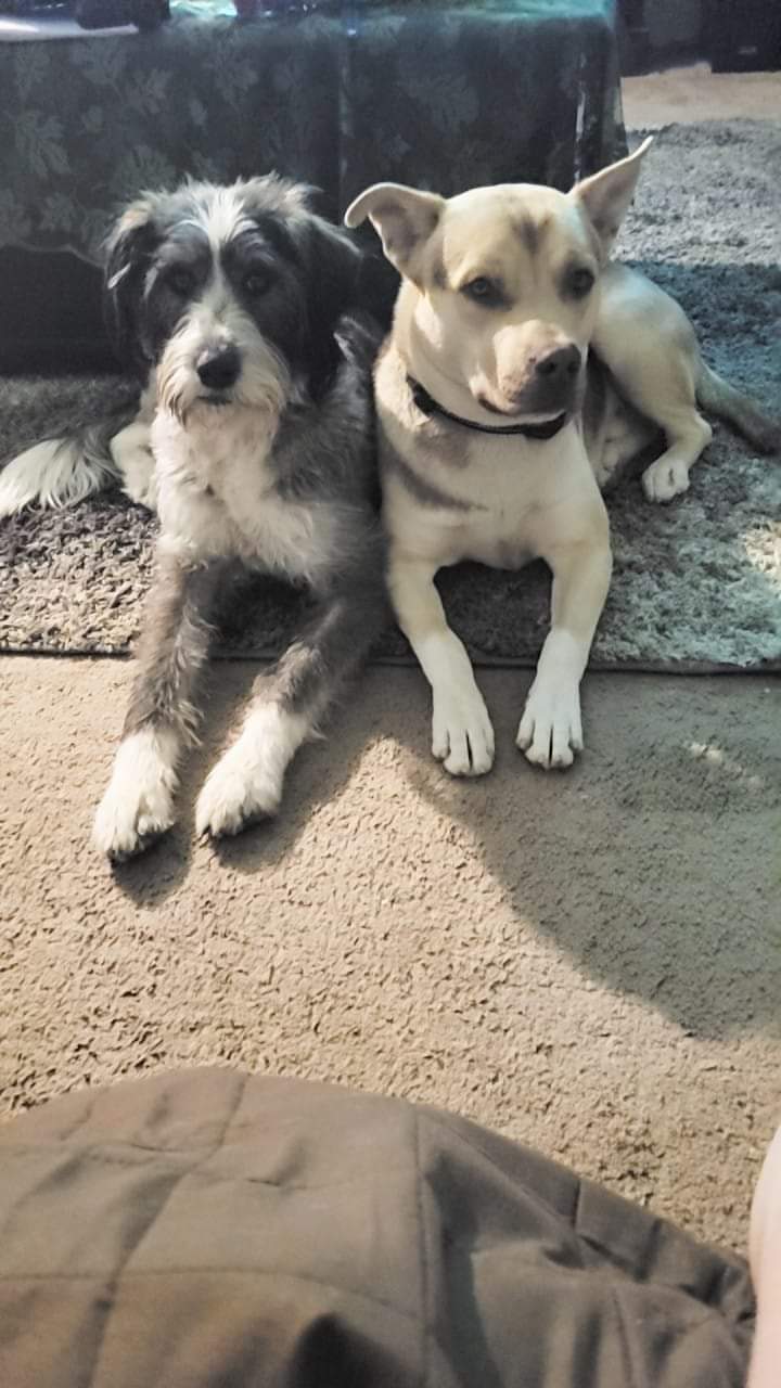 Image of Tank and Eclipse, Lost Dog