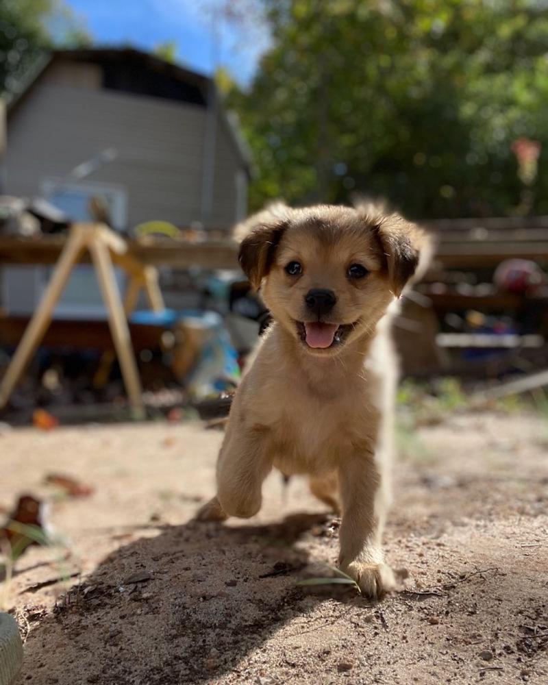 Image of Bud/Buddy, Lost Dog