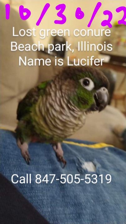 Image of Lucifer, Lost Bird