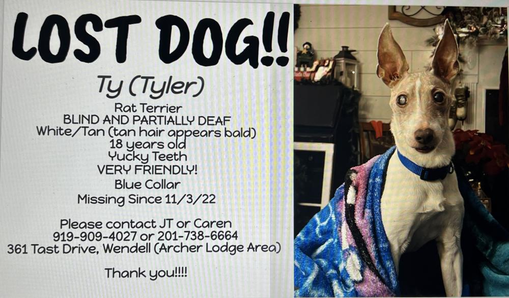Image of Ty (Tyler), Lost Dog