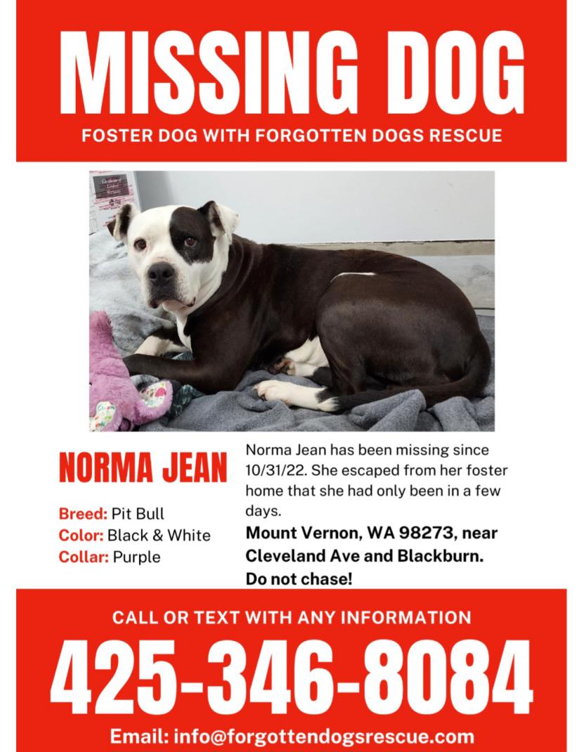 Image of Norma Jean, Lost Dog